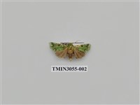 藏品(夜蛾779)的圖片